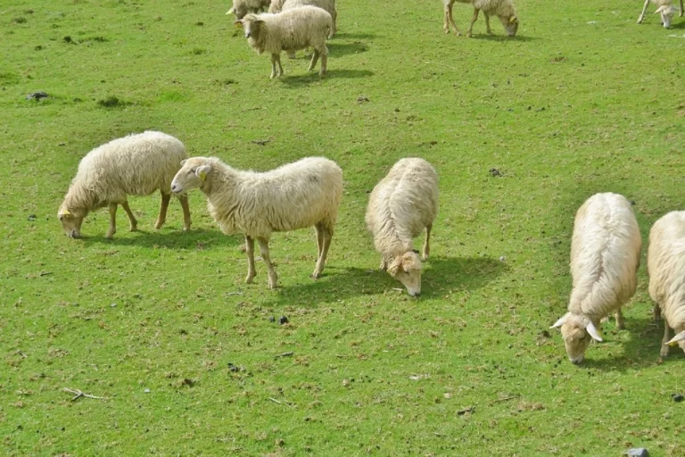 64 vatra të lisë te delet në RMV, rreth 10 mijë krerë kanë ngordhur